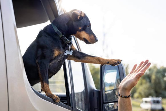 A dog that is sitting in a van gives a human a high five