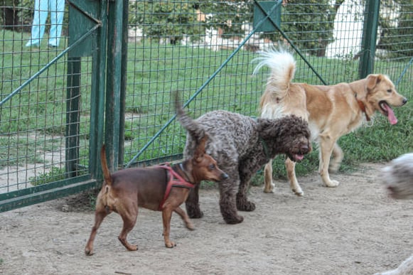 A group of dogs play together outside