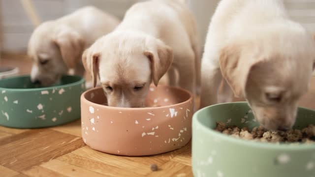 Nutrition Focus: Healthy Dog Diets for Daycare