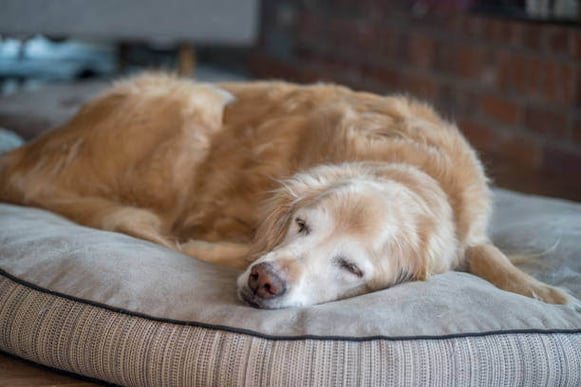 Senior Golden Retriever sleeps on a bed