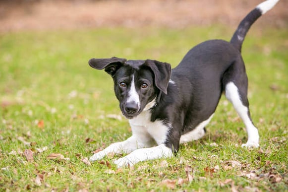 A dog bows outside in grass