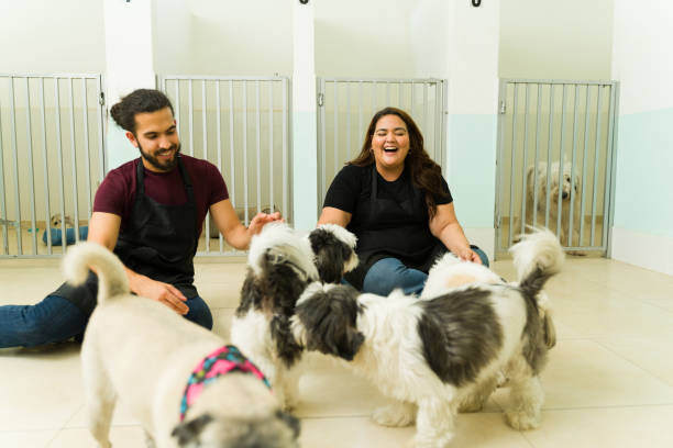 Two dog daycare employees play with dogs inside