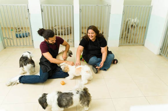 Two people play with dogs at an indoor dog daycare