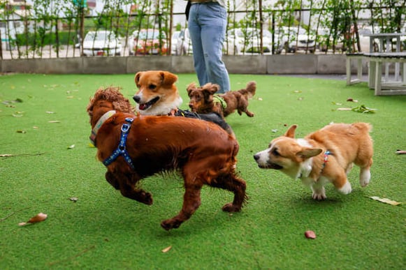 A group of dogs play together on turf outside