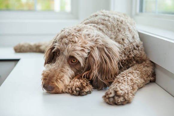 A dog lays down on a window sill