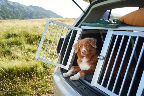 A dog lays down in a crate in the back of a car