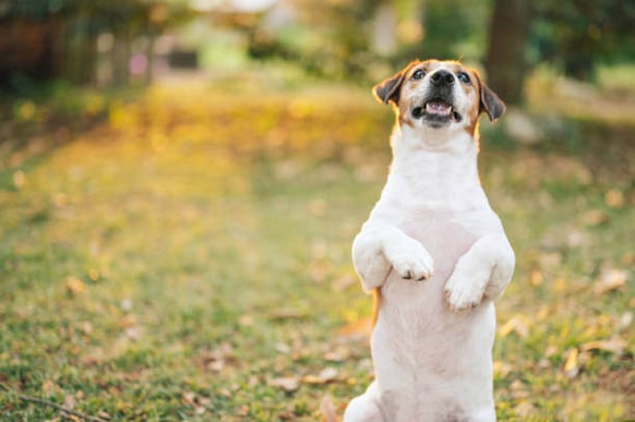 A dog sits up on their hind legs outside