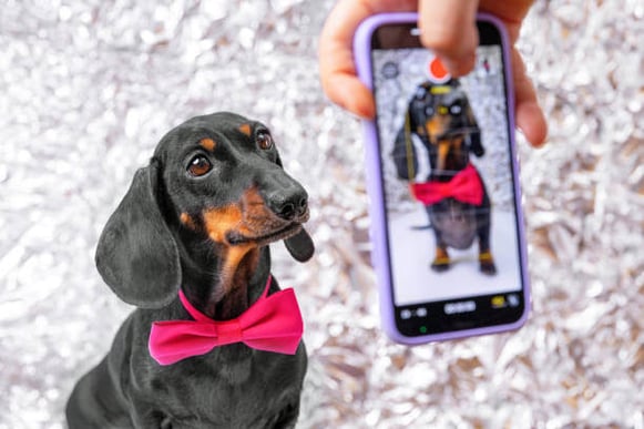 A person takes a photo of a dog wearing a bowtie