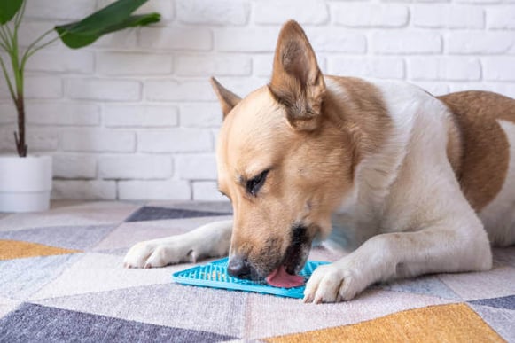 A dog licks food from a lick mat