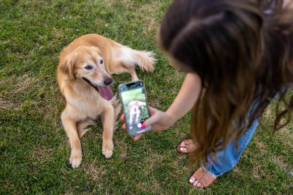 A woman takes a photo of a golden retriever dog with her cell phone while the dog sits on grass