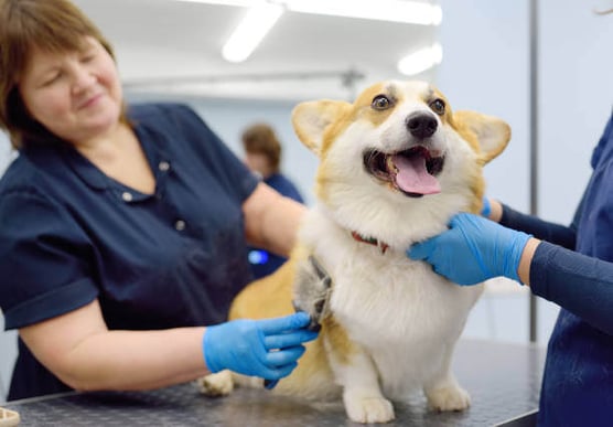 A person brushes a corgi dog