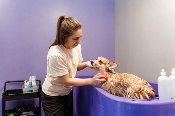 A groomer bathes a corgi dog