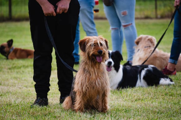 A dog sits on grass outside with a person standing next to them and other dogs and people in the background