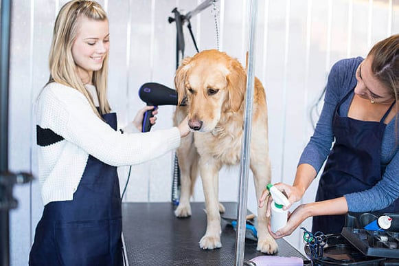 Two groomers groom a golden retriever dog