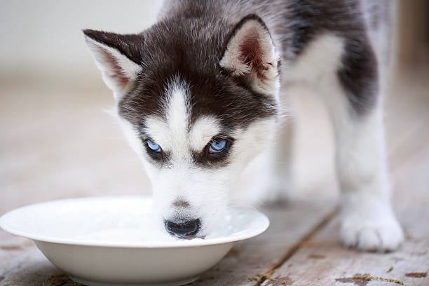 Nutrition Focus: Healthy Dog Diets for Daycare