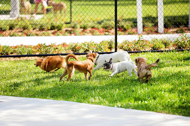 A group of dogs play together at a dog park