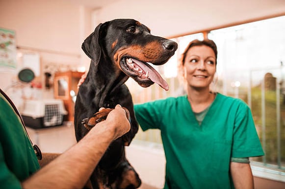 A dog is examined by a veterinarian