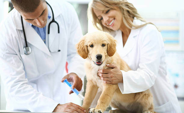 A Golden Retriever puppy gets a vaccination.