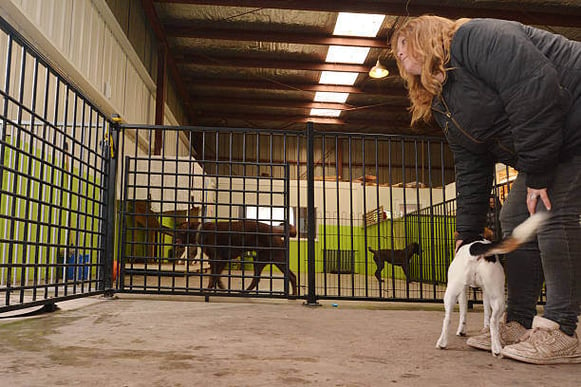 A woman picks her dog up from dog daycare