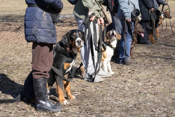 Group dog training class