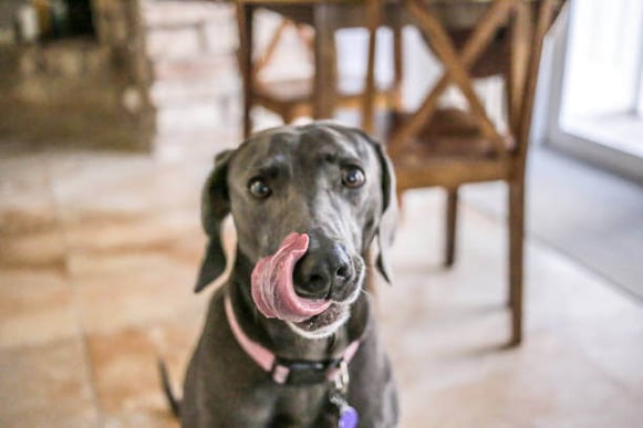 A dog licks the side of their lip