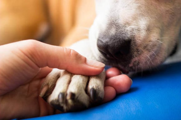 A person touches a dog's paw