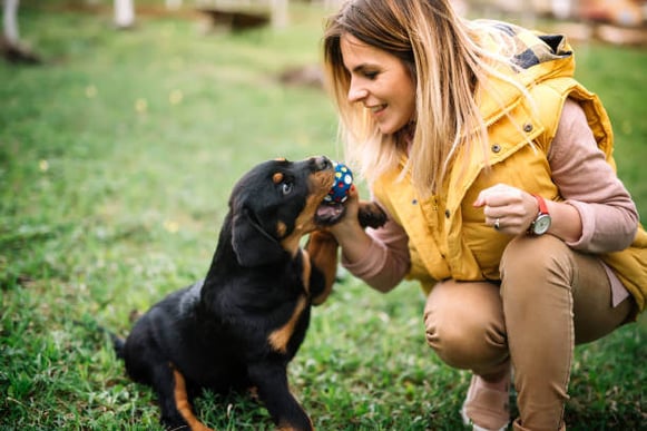 A woman teaches a young puppy to fetch a ball