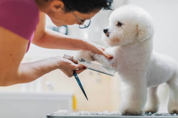 A Bichon Frise dog is groomed