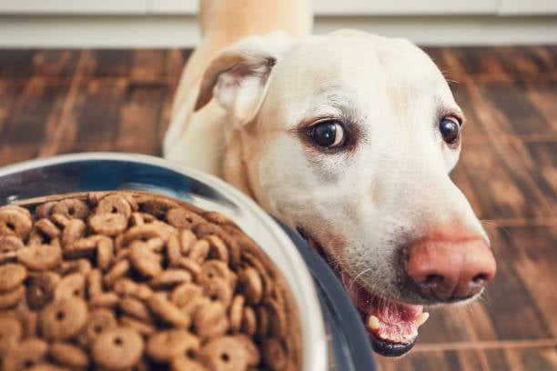 Nutrition Focus: Healthy Dog Diets for Daycare