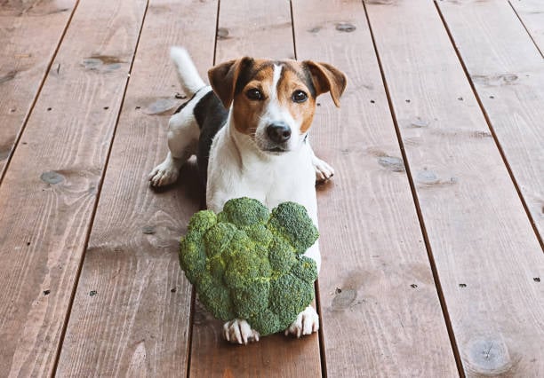 Nutrition Focus: Healthy Dog Diets for Daycare