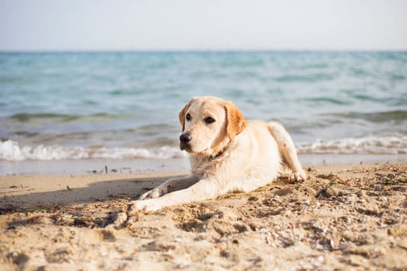 A labrador dog lays down on sand at the beach