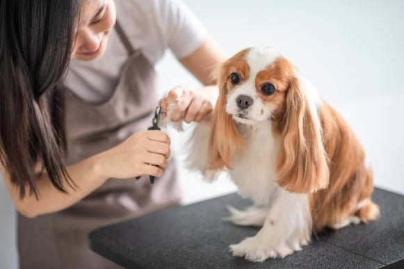 A groomer clips a dog's nails