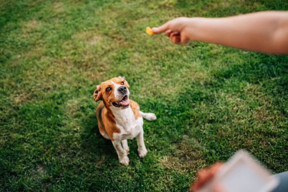 Happy dog waiting for a treat